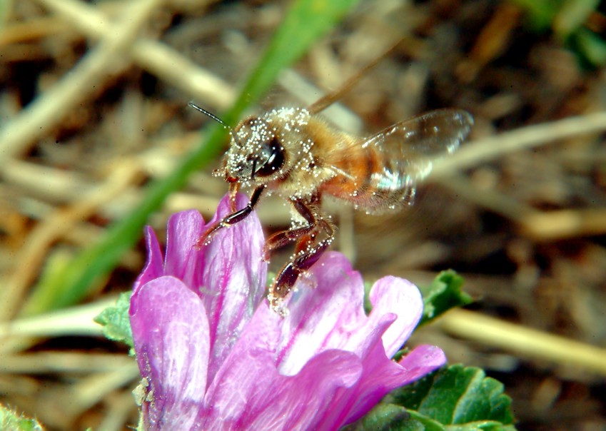 Sirfide da determinare: Sphaerophoria taeniata?